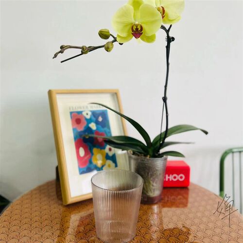 蝴蝶兰绿植花卉专用简约透明多色圆形桌面小中号水培塑料花盆包邮