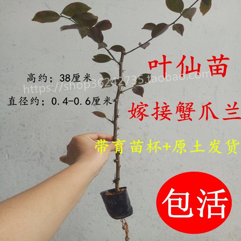 叶仙苗叶仙人掌木麒麟苗嫁接蟹爪兰砧木假昙仙人球老桩苗枝条多层