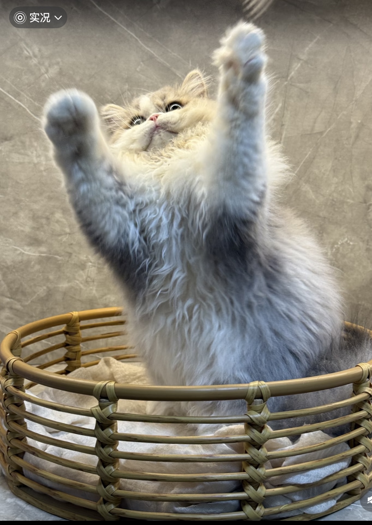 手工编织田园风圆形收纳筐猫窝狗窝中号大号超大号