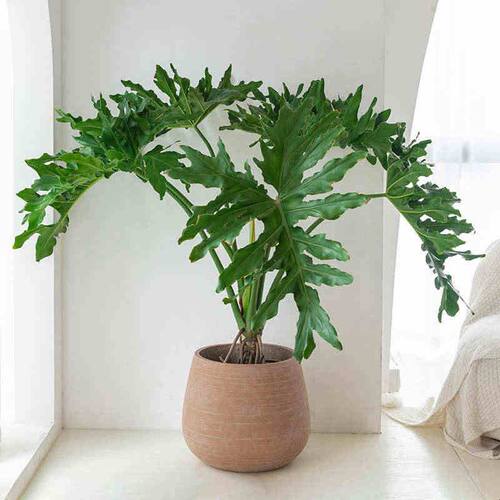 老桩龙鳞春羽绿植盆栽客厅办公室室内大型落地观叶大叶植物除甲醛