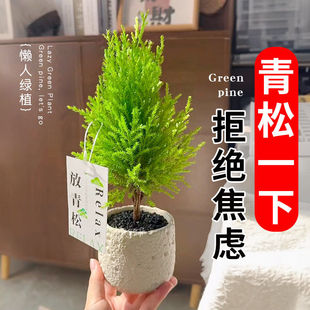 放轻松放青松盆栽公室桌面小香松绿植摆件室内书房客厅工位花卉