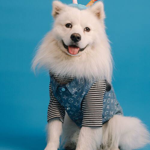 宠物牛仔马甲大型犬萨摩巨贵衣服小狗无袖泰迪比熊柯基两色秋冬薄