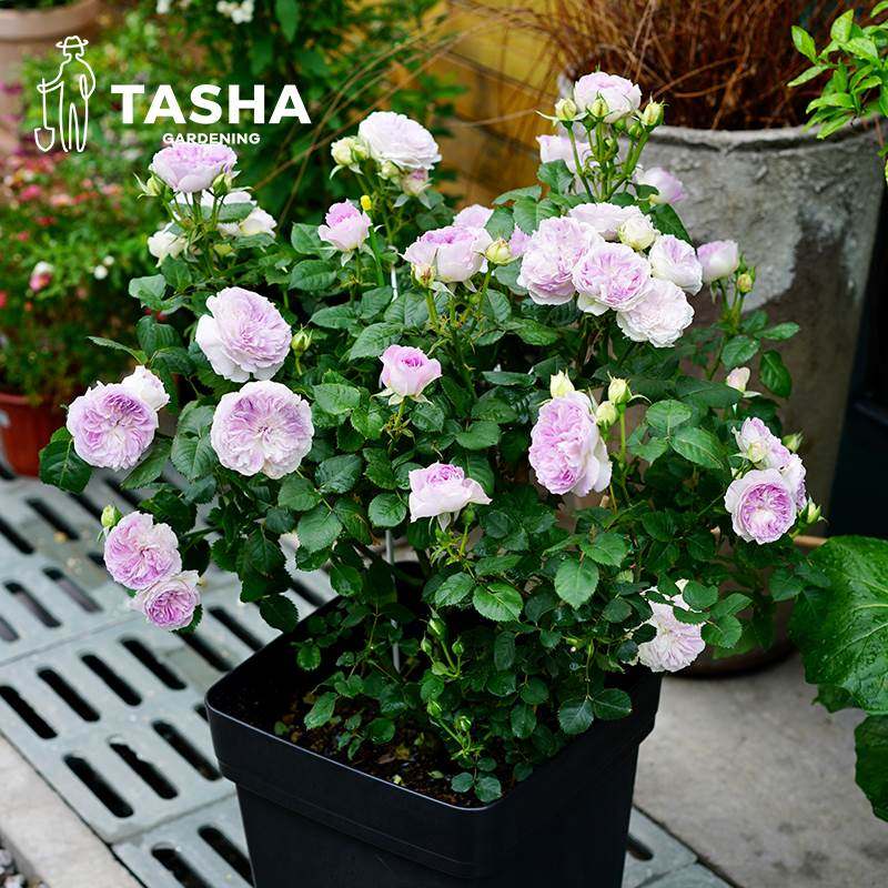 极速塔莎的花园 1加仑经典勤花藤本O灌木玫瑰盆栽多年生