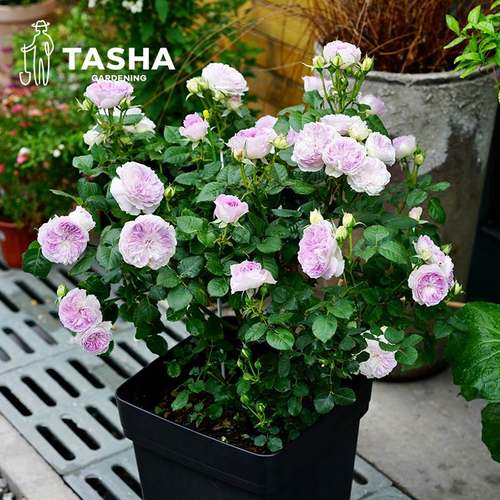 极速塔莎的花园 1加仑经典勤花藤本O灌木玫瑰盆栽多年生