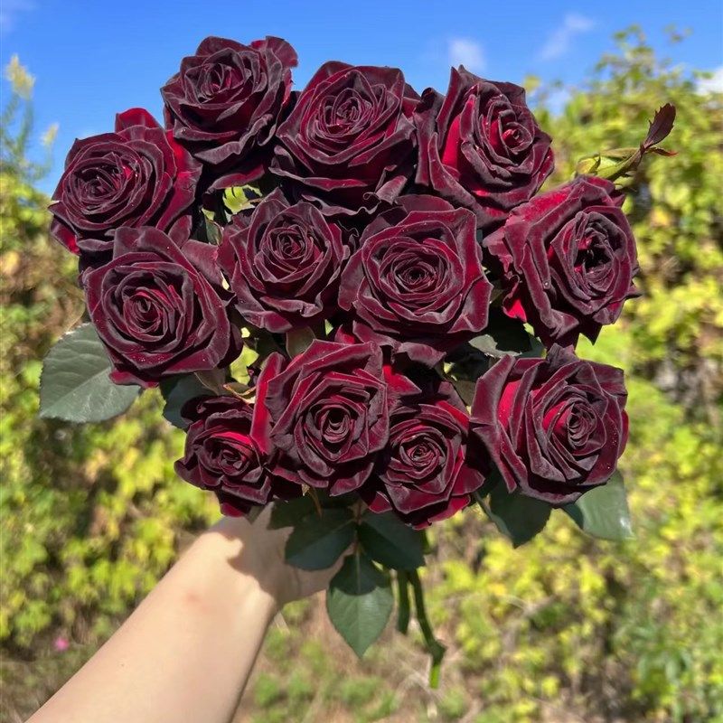 极速大花灌木黑巴克 月季玫瑰盆栽苗 暗红M色丝绒质感杂交茶香浓