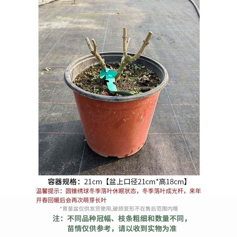 极速香草草莓圆i锥绣球耐晒耐寒灌木室外庭院花卉植物盆栽苗