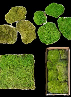新品永生真苔藓仿真青苔r植毛人造草皮造景假绿植绿色草坪装饰植