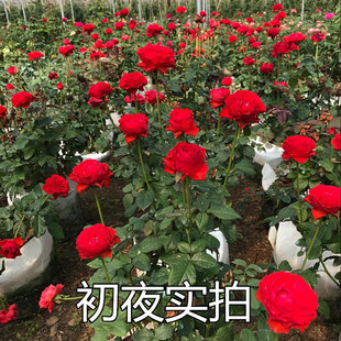 初夜切花玫瑰花苗大红色s灌木少刺抗病性强四季开大花浓香月季花