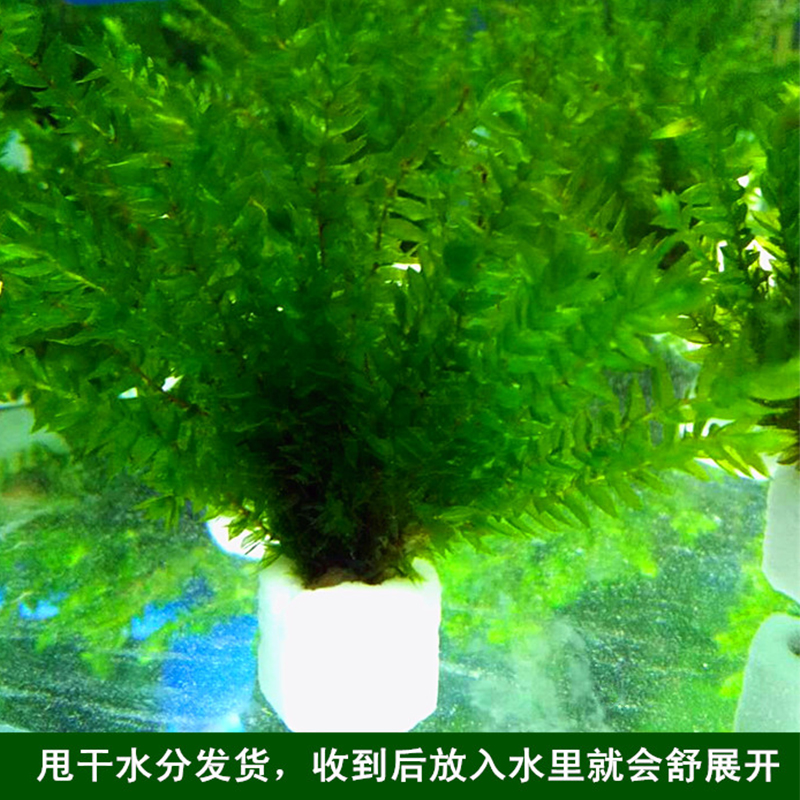 极速鱼缸沉木造景莫斯o网片莫斯大三角垂泪松茸水晶火焰鹿角苔翡
