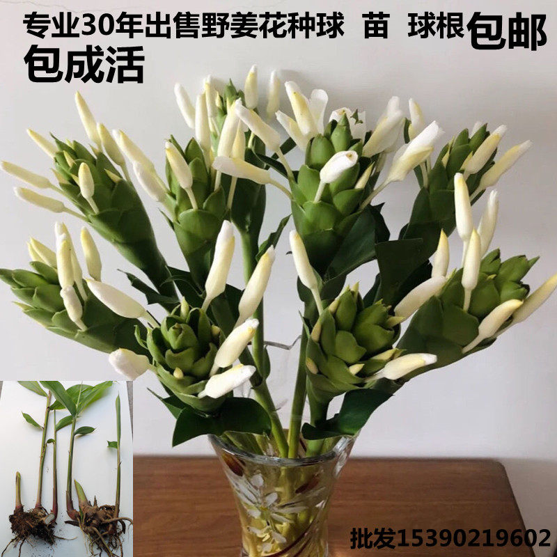 植物野姜花盆栽净化空气白姜花种球庭院栽培驱蚊黄姜鲜花蝴蝶百合