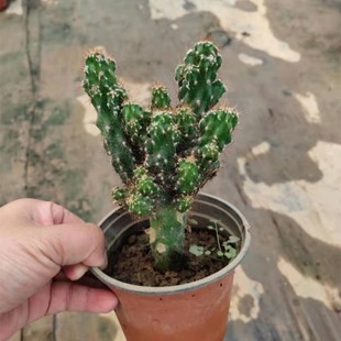 仙人山虎头罗汉山影拳仙人掌类沙生多肉植物虎头山影盆栽花卉