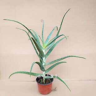 绿植花卉木立芦荟盆栽龙爪菊多肉植物美容药用芦荟净化空气吸甲醛