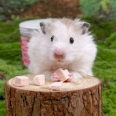 冻干豆腐仓鼠零食金丝熊地鼠形粮食小零食侏儒饲料营养食物