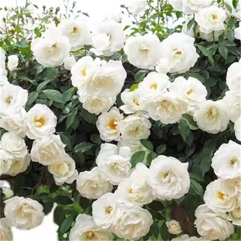 大型藤本白色月季花苗藤冰山阳台庭院四季爬藤蔷薇玫瑰大苗长势快,鲜花速递/花卉仿真/绿植园艺,月季/蔷薇/玫瑰,淘宝优惠券,粉丝福利购,淘宝优惠卷