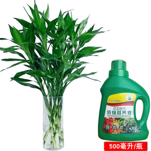富贵竹水培植物水养带根观音竹绿萝竹子绿植盆栽花卉植物室内花瓶