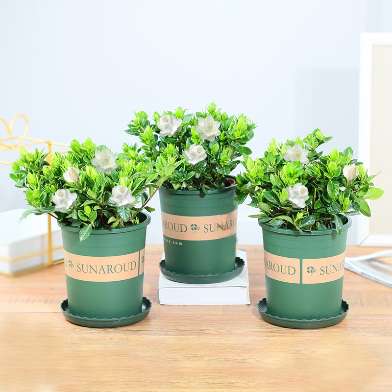 栀子花盆栽花独杆栀子花卉四季开花带花苞发货大叶牡丹栀子花绿植