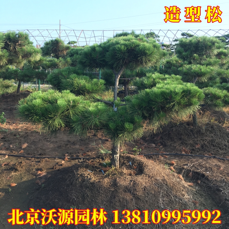 造型黑松油松盆景无针松造形树庭院绿化施工景观树苗园林工程苗木