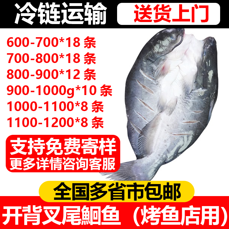 清江鱼批发开背免处理叉尾鮰鱼