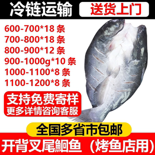 清江鱼商用批发叉尾鮰鱼免处理新鲜冷冻纸包烤鱼开背腌制半成品
