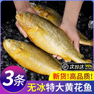 黄花鱼新鲜冷冻深海大黄鱼生鲜海鲜水产鲜活海鱼商品品质节日送礼