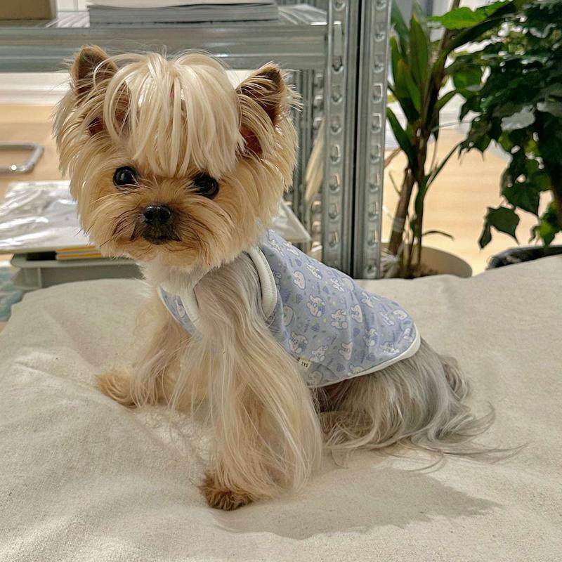 小甜粥宠物服纯棉小兔吊带薄款弹力透气衣服约克夏马尔济斯猫咪,宠物/宠物食品及用品,猫宠物服装/雨衣（新）,淘宝优惠券,粉丝福利购,淘宝优惠卷