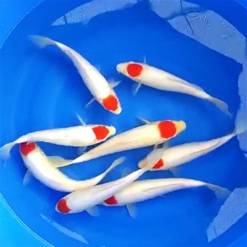 纯种锦鲤鱼苗活鱼红白三色B冷水淡水鱼包邮包活渔场直销