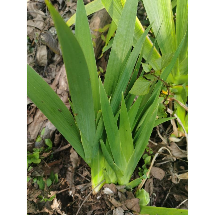云南扁竹兰带根豆豉叶野鸢尾花射干叶根蝴蝶花带泥整颗绿植盆景花