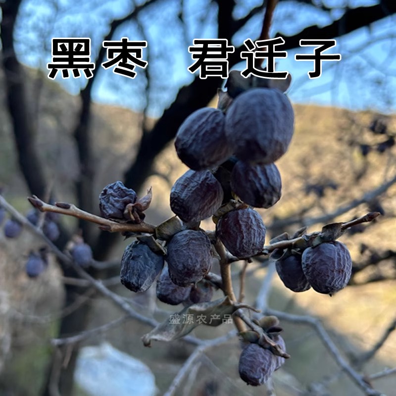 河北涉县软枣黑无核小柿子