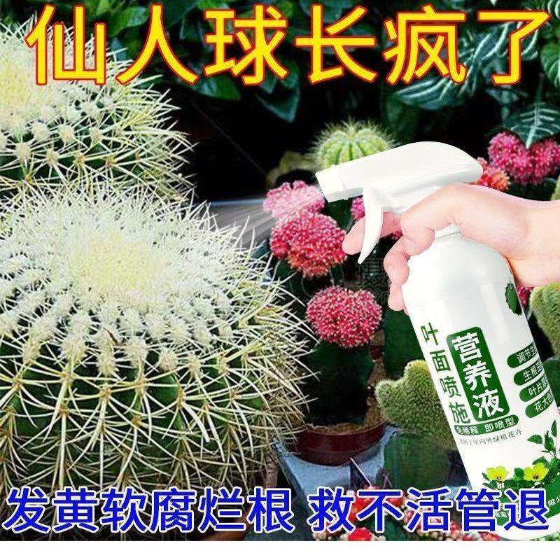 【仙人球专用营养液】仙人掌高效防枯黄腐烂促生长催花有机液体肥