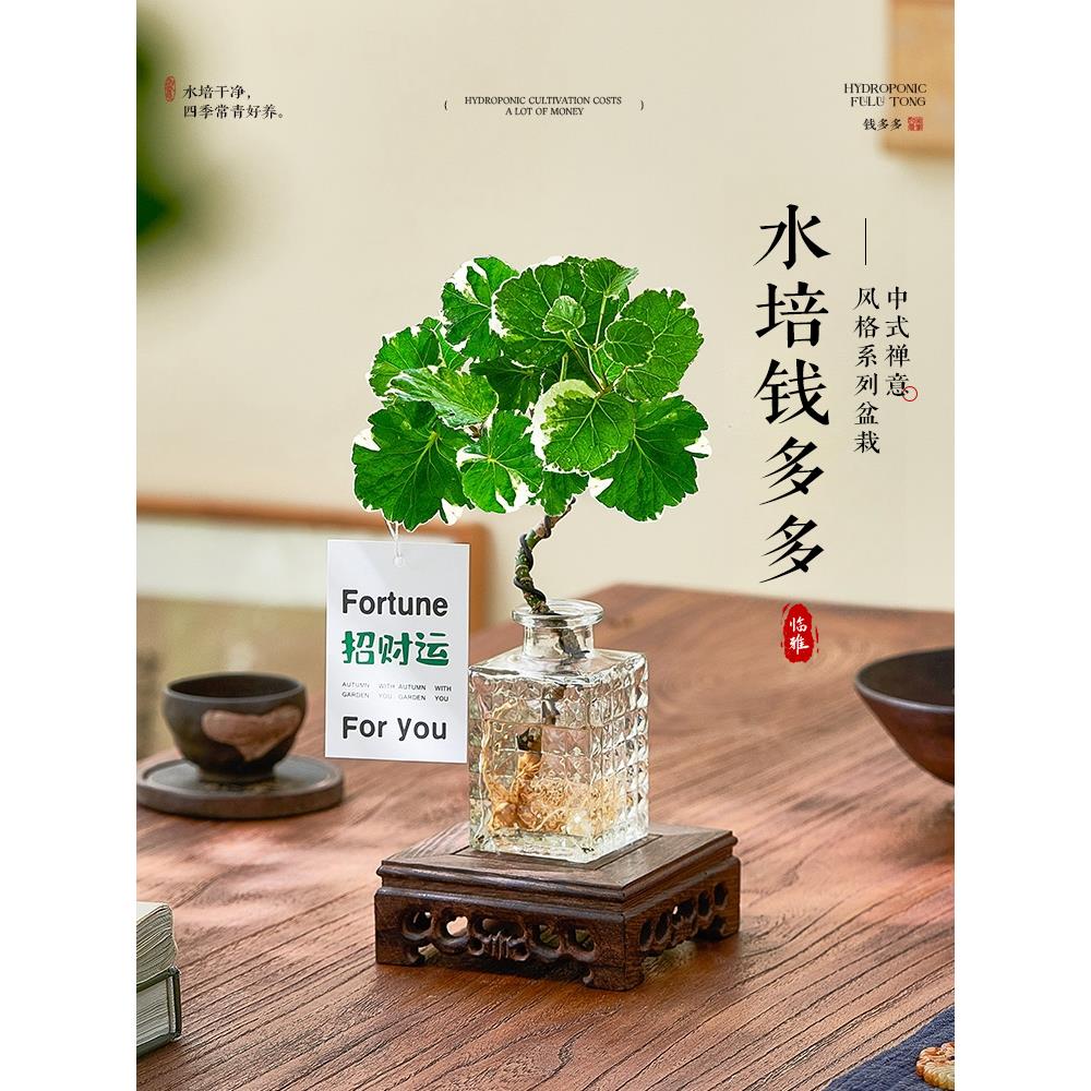 水培福禄桐钱多多植物盆栽客厅桌面招财办公室绿植室内四季好养活