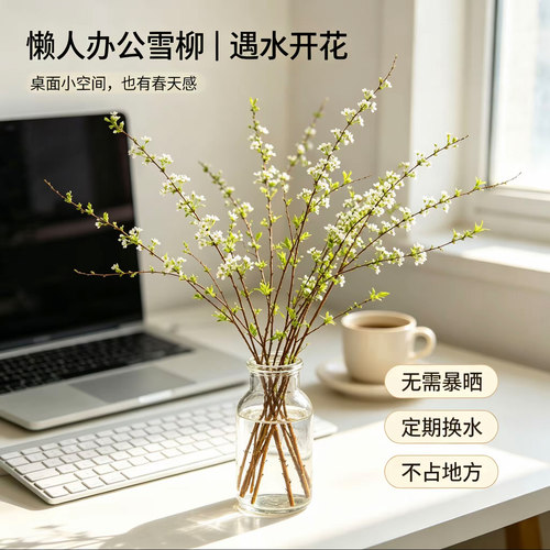 【懒人办公·治愈小空间】干枝雪柳遇水开花懒人水培鲜切枝好养活