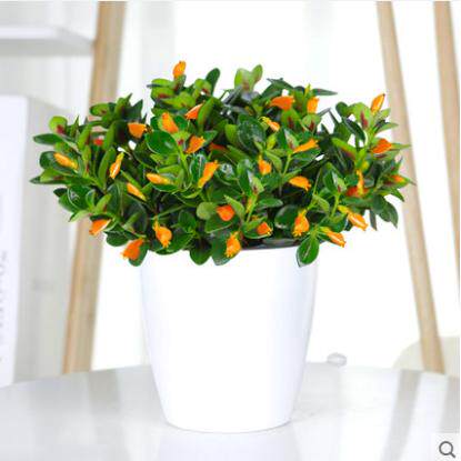 【下单立减50】金鱼吊兰盆栽室内室外客厅阳台耐寒花卉_WF