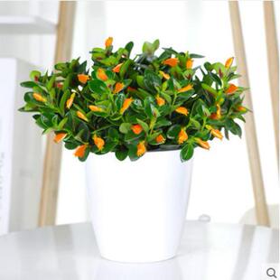 【下单立减50】金鱼吊兰盆栽室内室外客厅阳台耐寒花卉_WF
