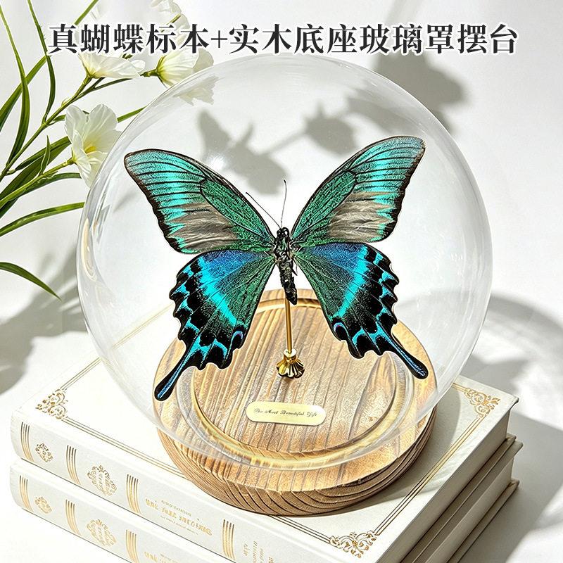 真蝴蝶标本玻璃球罩实木底电视柜背景墙摆件已展翅成品绿带翠凤蝶