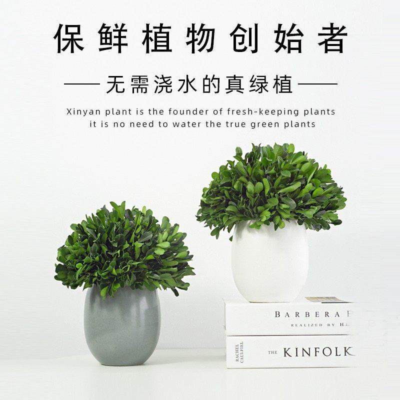 驱蚊植物装饰摆件家居饰品客厅桌面玄关电视柜装饰工艺品轻奢高档,家居饰品,装饰摆件,淘宝优惠券,粉丝福利购,淘宝优惠卷