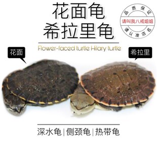 八戒姐姐蟾头龟希拉里龟乌龟活物观赏龟水龟侧颈龟深水龟蛋龟花面