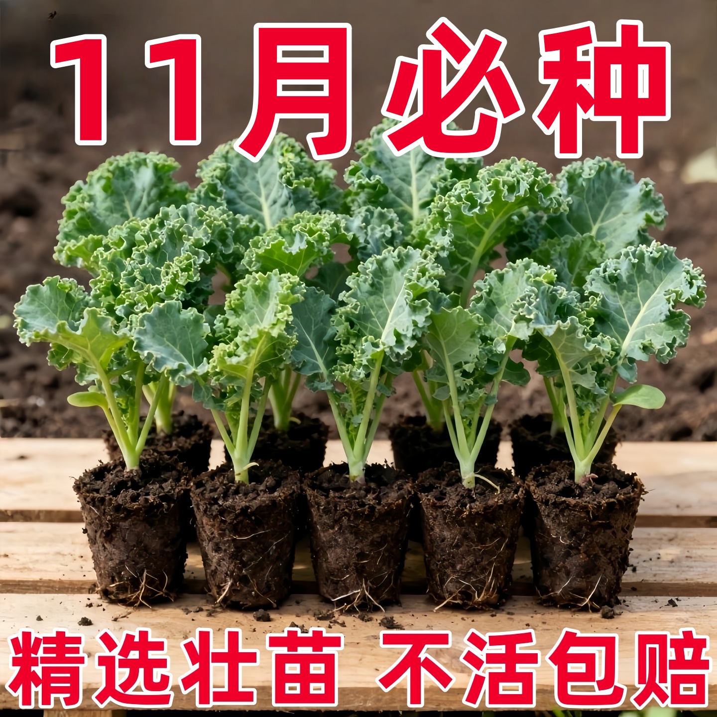 四季可食用绿羽衣甘蓝苗绿紫羽衣粉羽衣甘蓝秧苗种籽春季蔬菜苗