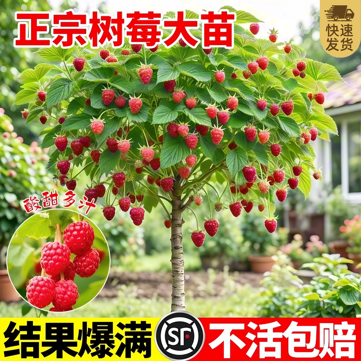 四季树莓果苗盆栽当年果包活