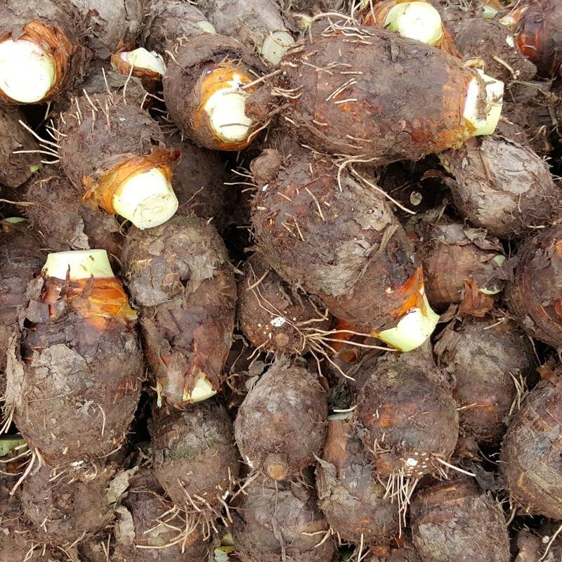 9斤装广西荔浦大芋头粉糯香荔浦新鲜芋头现挖大果桂林特产香芋