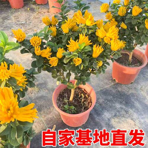 佛手树苗盆栽阳台庭院带果金华佛手柑盆景老桩植物花卉绿植好养活