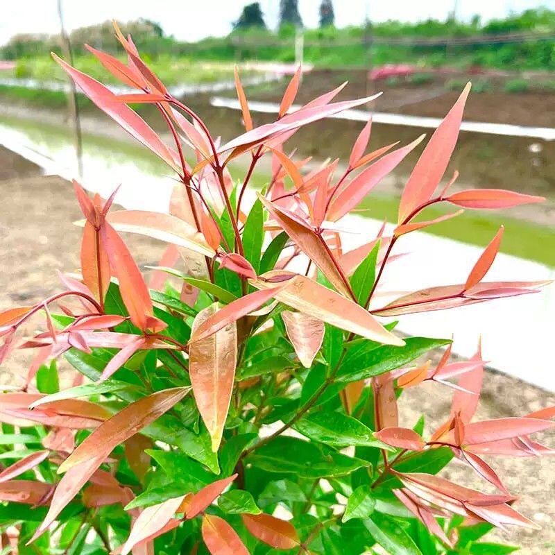 红车树苗庭院阳台花园绿植物红鳞蒲桃绿化风景树木绿篱笆四季常青