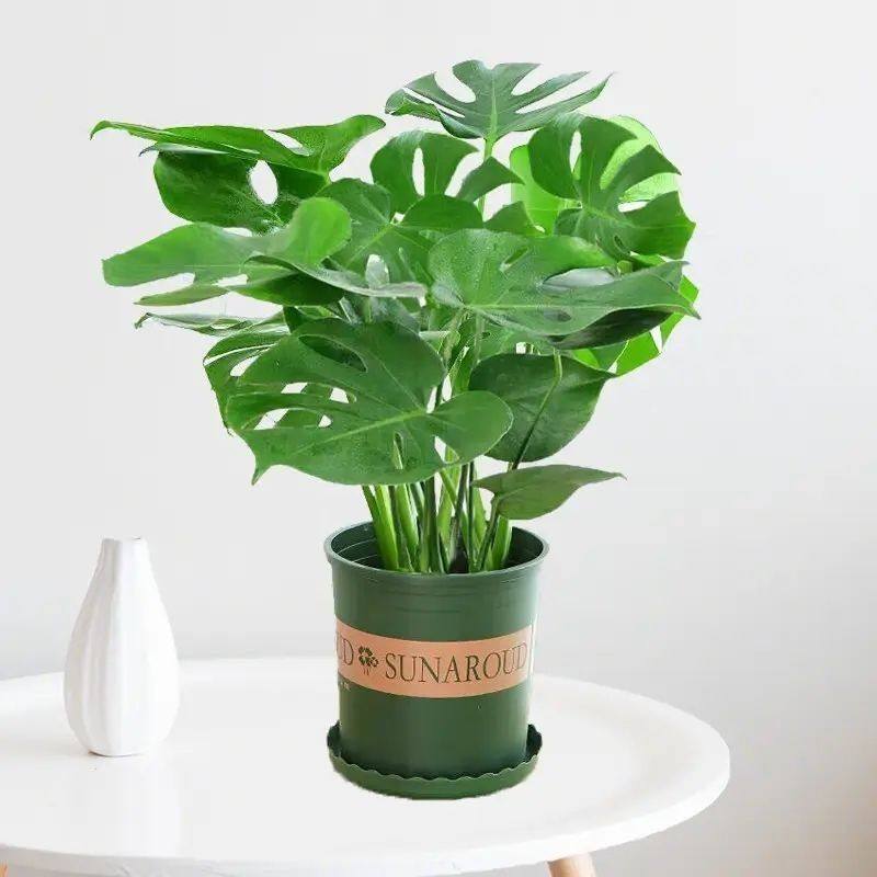 大叶龟背竹开背老桩盆栽室内水培土培好养植物净化空气花卉绿植苗,鲜花速递/花卉仿真/绿植园艺,绿植,淘宝优惠券,粉丝福利购,淘宝优惠卷