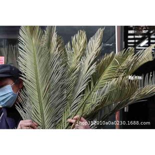 【铁树叶】婚庆用干花叶材铁树叶自然枯黄复古做旧拍照道具