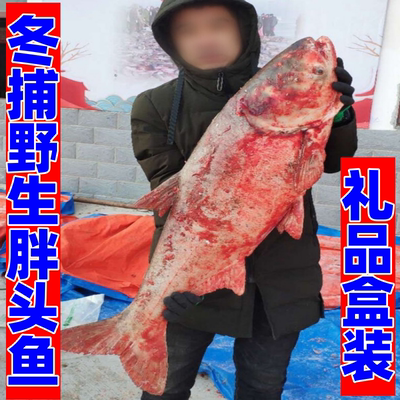 冬捕胖头鱼查干名珍整条鱼松原