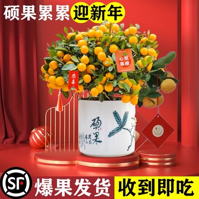 金桔树盆栽可食用带果脆皮四季橘子树苗客厅室内外年宵花卉绿植物
