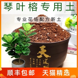 琴叶榕专用土通用型营养土绿植培养土透气花卉有机土弱酸性土精选