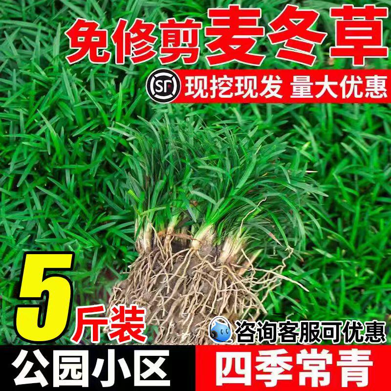 麦冬草苗四季常青公园小区绿化图片