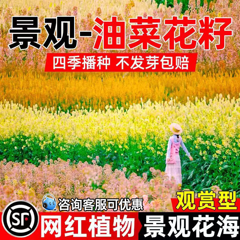 油菜花种籽四季播种榨油观赏花海