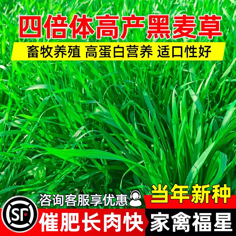 黑麦草种籽四季高产草籽畜牧养殖家禽喜食反复收割高蛋白牧草种子