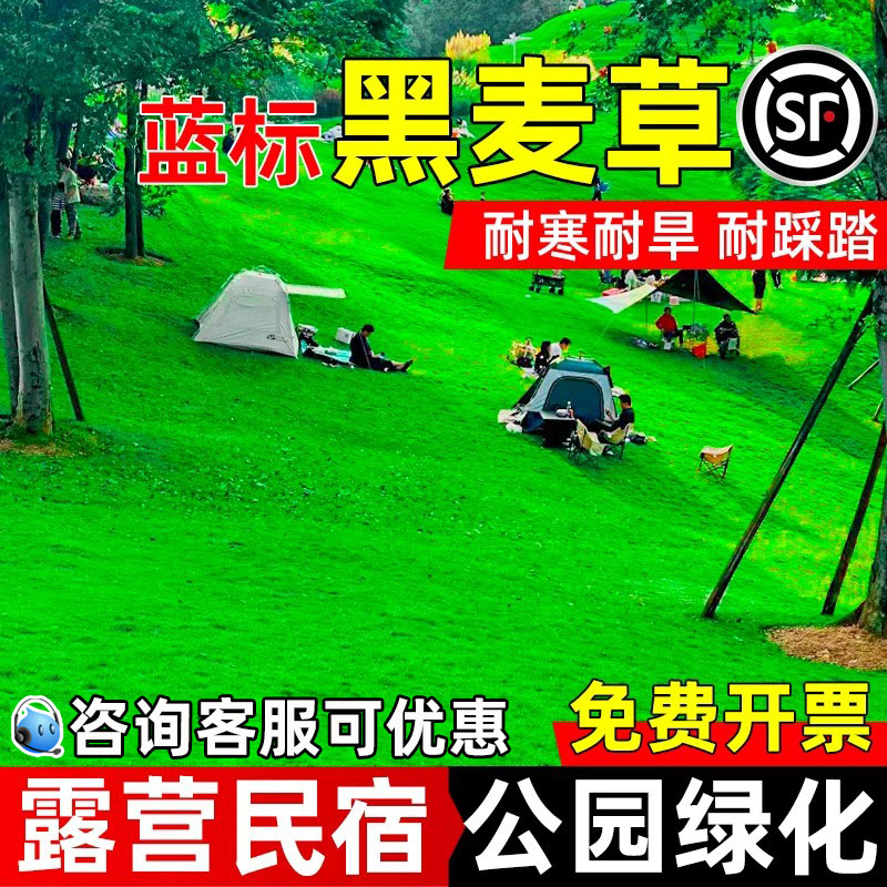 黑麦草草籽四季常青蓝标公园绿化